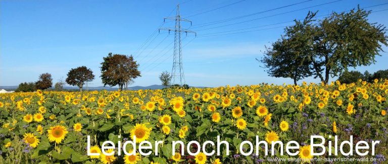 naturbilder-sonnenblumen-feld-bayern-pflanzen-fotos