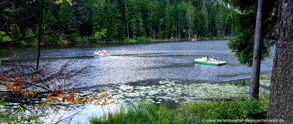 Waldkugelbahn und Tretbootfahren am großen Arbersee