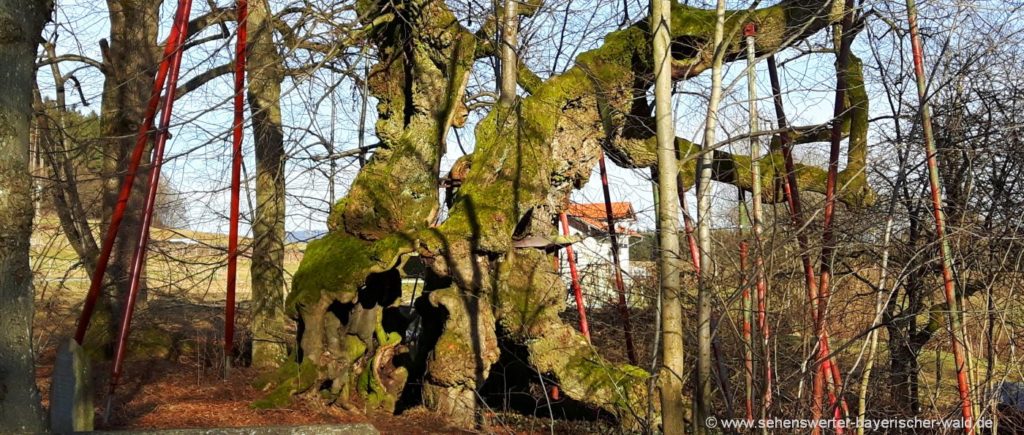 1000jährige Wolframslinde in Ried am Haidstein bei Bad Kötzting