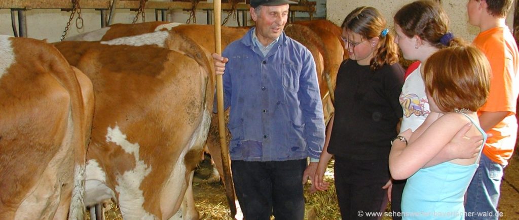 Bayern Bauernhof Urlaub für Kinder Mithilfe im Kuhstall