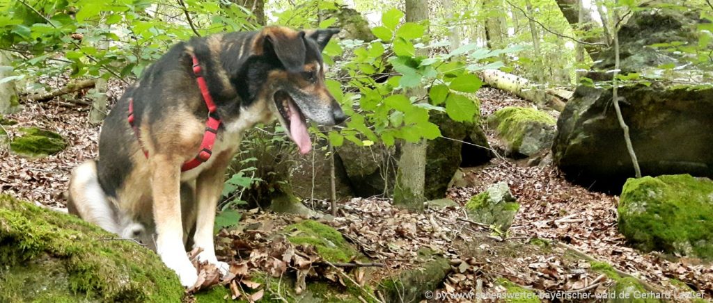 Ferienhäuser & Gruppenunterkünfte im Passauer Land mit Hund