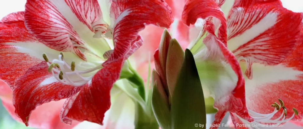 Amaryllis kaufen und richtige Pflege der beliebten Zimmerpflanze in Deutschland