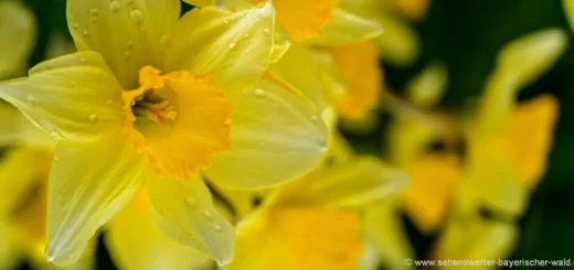 blumenbilder-gelbe-narzissen-fotos-pflanzen