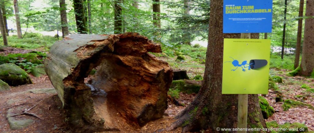 Ameisenpfad bei Bodenmais Ameisenstrasse ein Kinderwanderweg