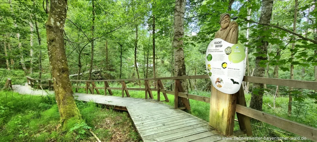 Bodenmais Woid Woife Wanderung am Naturentdeckerpfad Holzweg