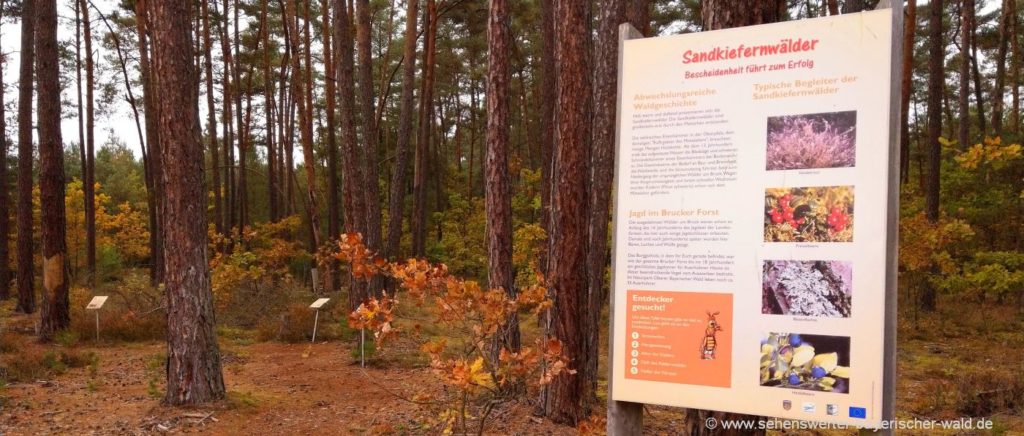 Sand Erlebnisweg Bruck - Familien Kinder Lehrpfad im Oberpfälzer Wald