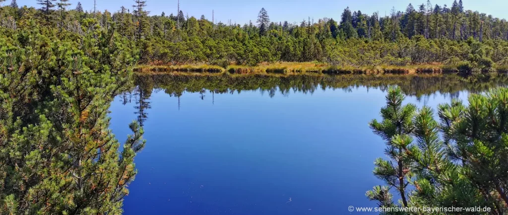 idyllischer Latschensee Schachtentour im Bayerischeen Wald