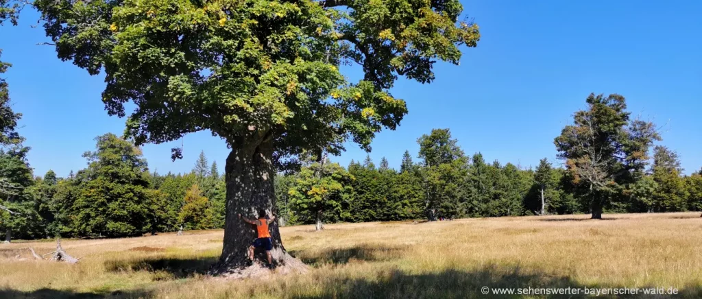 Schachtenwanderung im Bayerischen Wald - Kohlschachten mit Baumriese