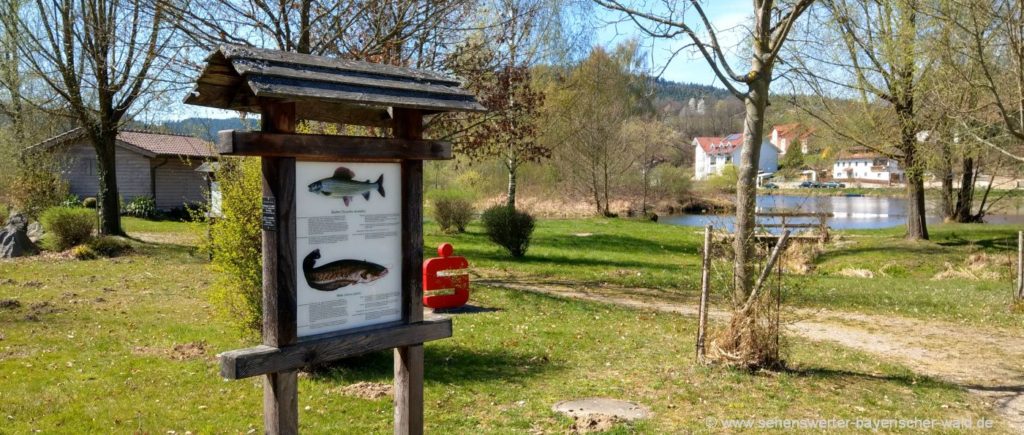 Ausflugsziele in Chamerau Fisch Lehrpfad i.d. Oberpfalz am Regen Fluss