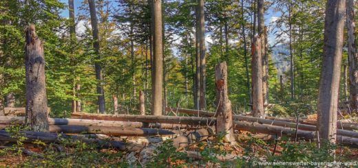 Felsenwandergebiet Bayerischer Wald Wanderwege Nationalpark