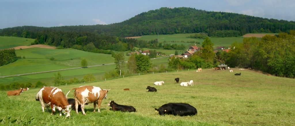 Kühe meiden beim wandern mit dem Hund in Bayern