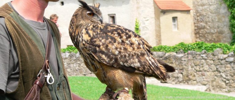 grafenwiesen-greifvogelpark-flugshow-bayern-sehenswürdigkeiten