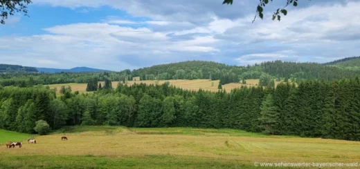 haidmuehle-schnellenzipf-wanderung-tschechien-grasige-moldau-sumava