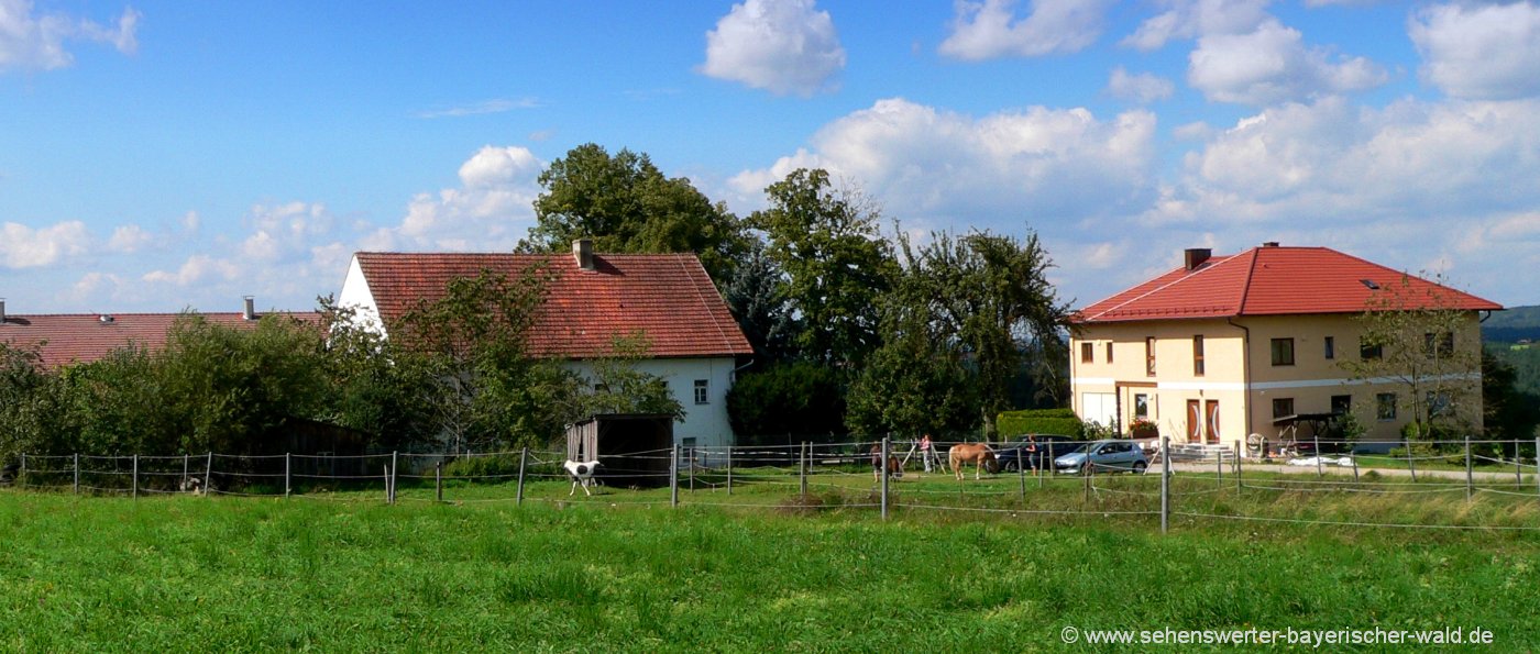 handlhof-kinder-bauernhof-mit-ponyreiten-bayerischer-wald