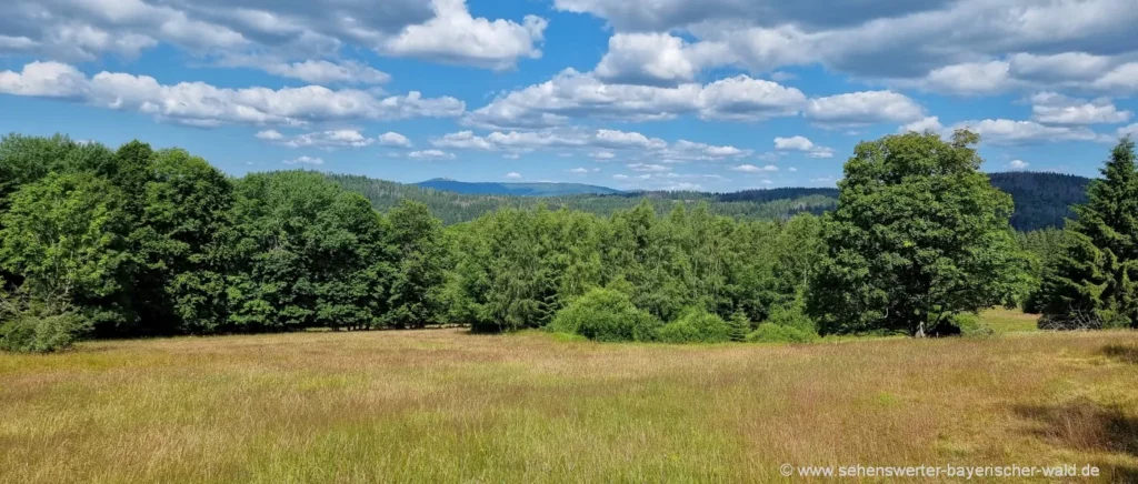 unberührte Landschaft am Rundwanderweg Hinterfirmiansreut nach Tschechien 