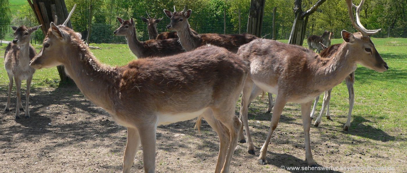 hirschpark-buchet-hirschgehege-rehe-ausflüge-niederbayern