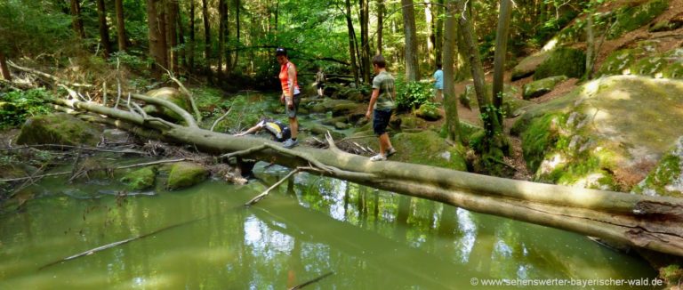 höllbachtal-wanderung-rettenbach-oberpfalz-ausflugstipp-wasser