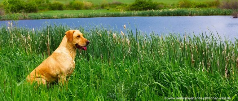 hunde-erlaubt-bayerischer-wald-urlaub-mit-hunde-willkommen