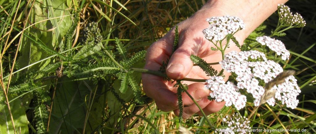 Kräuterwanderung in Bayern essbare Wildkräuter in Deutschland