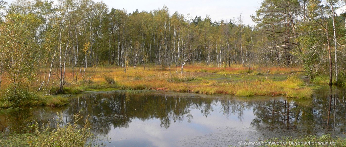 Sehenswürdigkeiten Oberpfälzer Wald Ausflugsziel Kulzer Moos