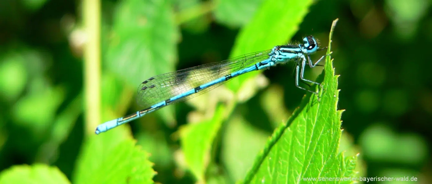 kulzer-moos-prakendorfer-naturlehrpfad-moor-libelle-bilder