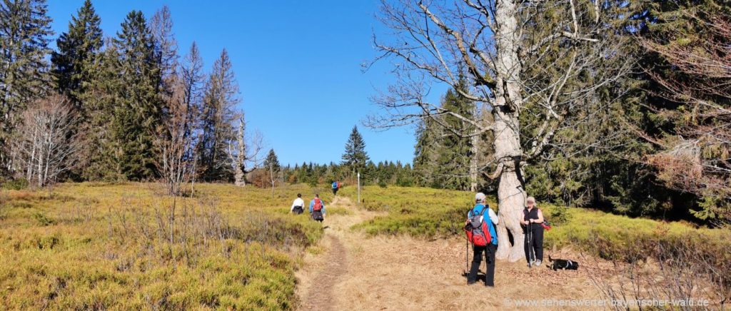 Einfache Wanderung ab Buchenau zu Lindbergschachten