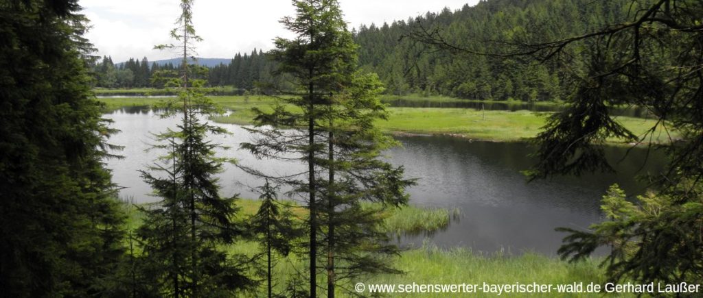 Blick zum kleinen Arbersee Kleiner Arbersee Rundwanderweg zur Mooshütte und Sollerbach Wasserfall