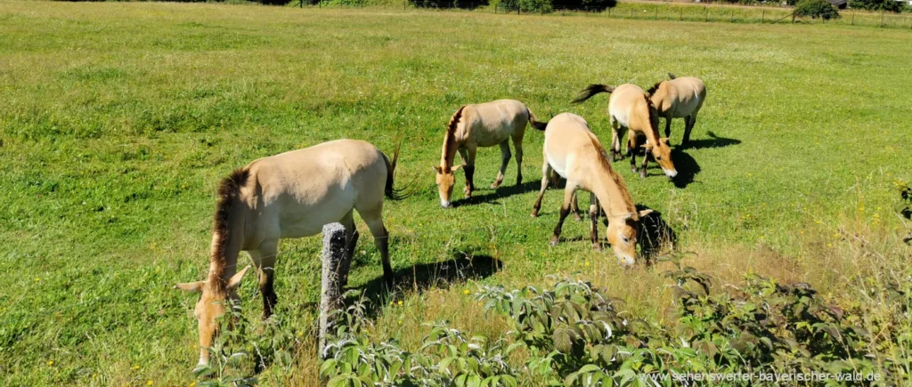Wildpferde im Tierfreigehge Ludwigsthal Wandern am Rundweg Lindberg - Ludwigsthal mit Tierfreigelände