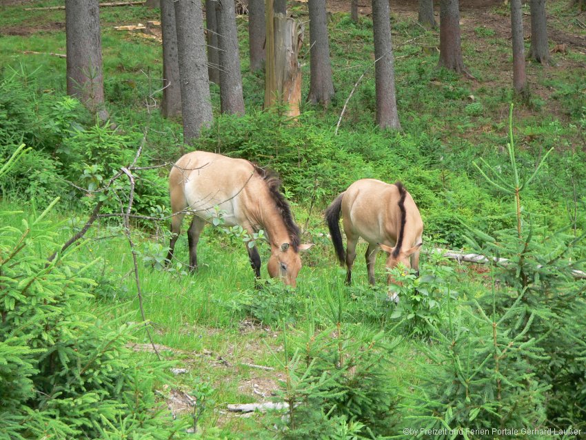 Haus Zur Wildnis In Ludwigsthal Nationalparkzentrum Falkenstein
