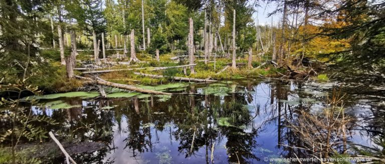 mauth-steinbachklause-wanderung-wasser-see-bayerischer-wald