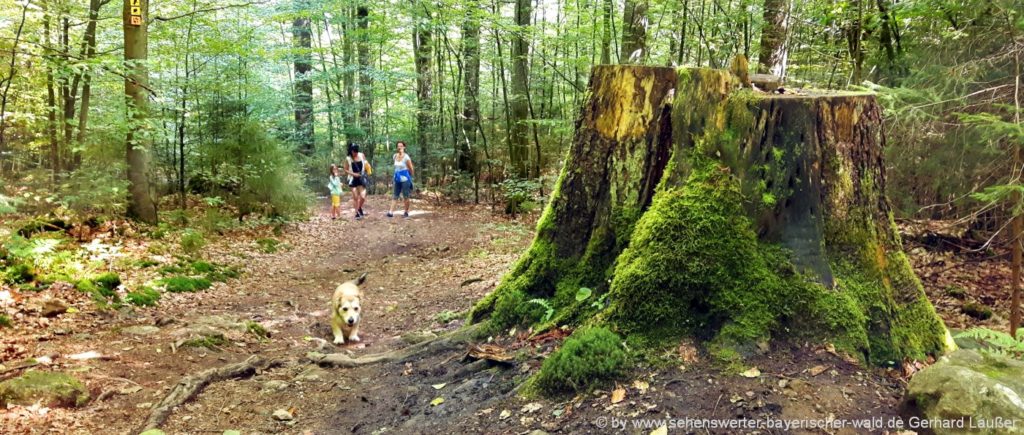 Wandern im Nationalpark Bayerischer Wald Wanderungen