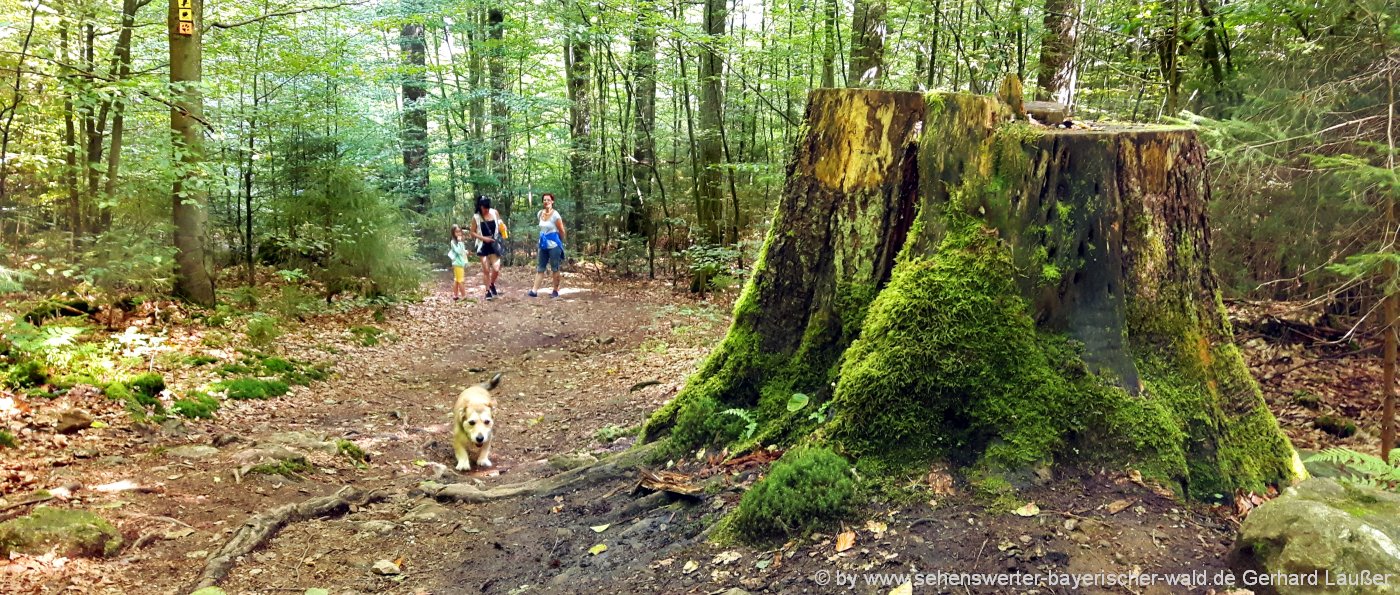 Wandern im Nationalpark Bayerischer wald Wanderungen