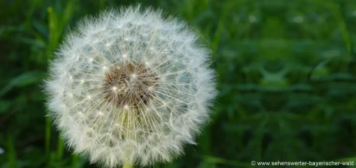 Natur Fotos aus Niederbayern Blumen Bilder Oberpfalz