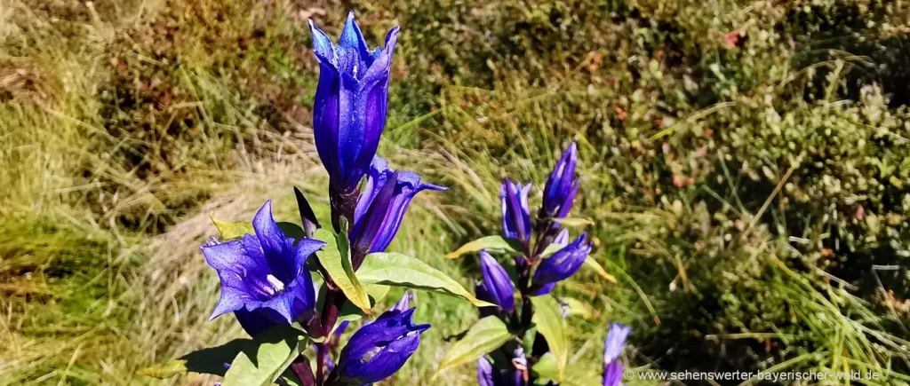 naturbilder-bayerischer-wald-wanderungen-blumen-enzian-blueten