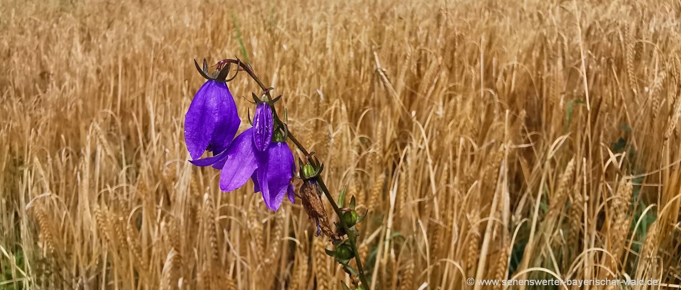 Naturbilder aus Bayern Blumen Getreidefeld Fotos Deutschland