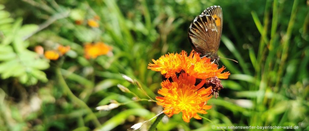 Naturbilder aus Bayern Blumen Schmetterlinge Naturfotos Oberpfälzer Wald