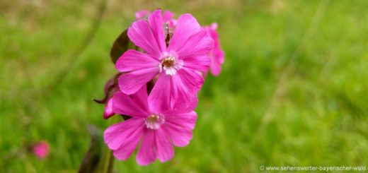 Naturbilder aus Bayern Blumen Fotos in Deutschland Impressionen Natur