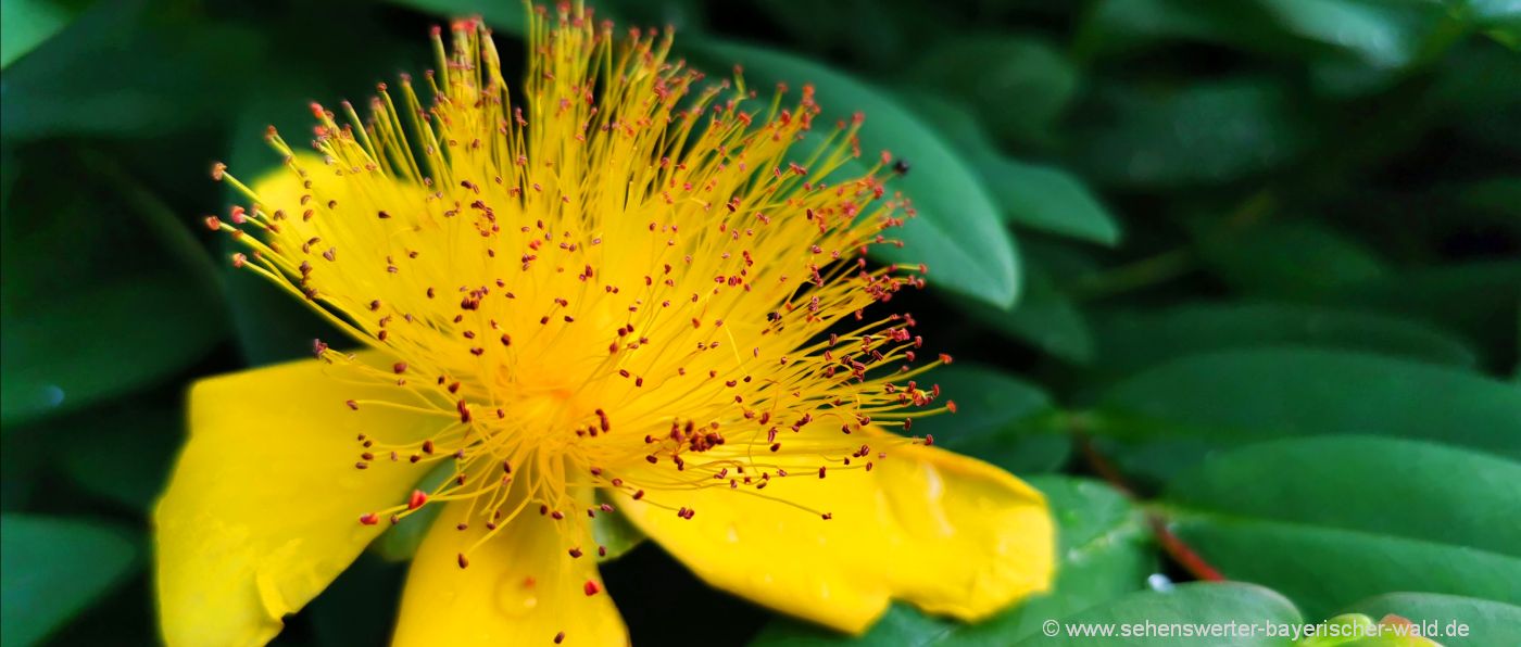 Naturbilder aus Niederbayern Blumen und Pflanzen Fotos