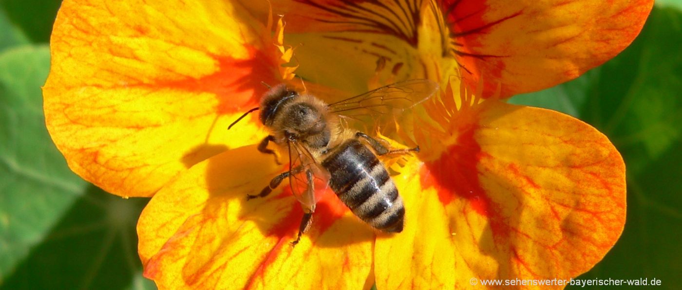 Naturbilder aus Niederbayern Blumen Fotos mit Bienen