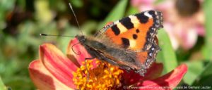 naturerlebnisse-bayerischer-wald-tiere-blumen-schmetterling-bayern