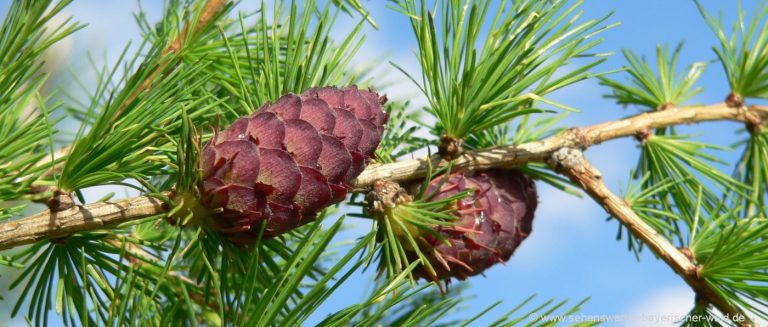 Naturerlebnisse Niederbayern Oberpfalz Tannenzapfen Naturbilder