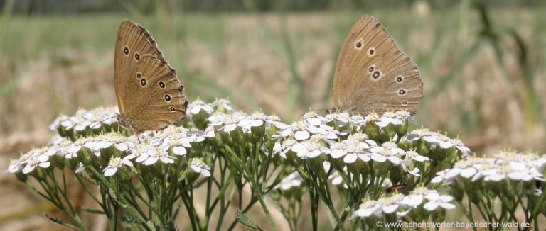 Naturfotos aus Bayern Pflanzen Bilder Schmetterlinge Tierbilder