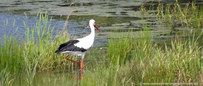 naturlehrpfad-wanderung-naturerlebnisse-storch-wasser