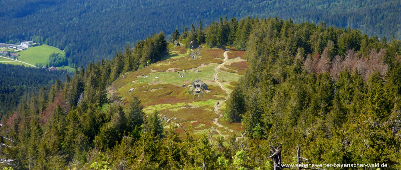 Osserwiese am Osser Berg bei Lam und Lohberg im Landkreis Cham Bildergalerien Bayerischer Wald Fotos und Bilder Impressionen