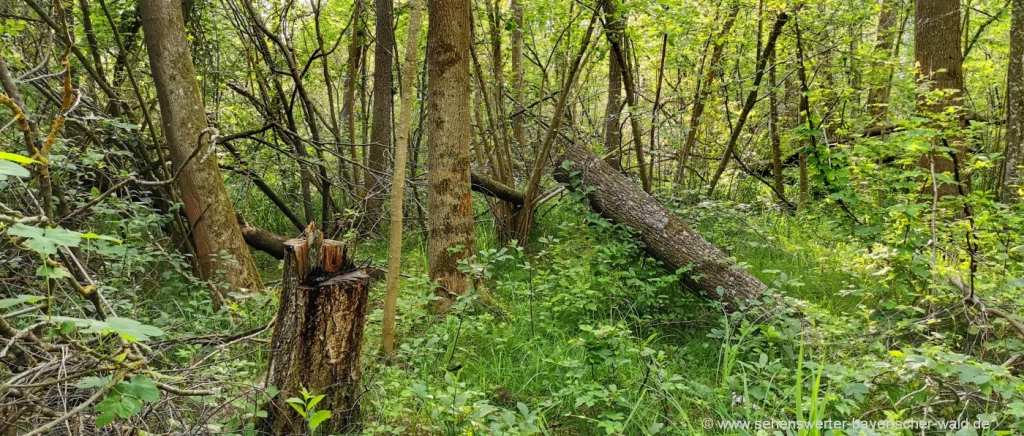 Sehenswürdigkeiten in Rain der Auwald im Donautal