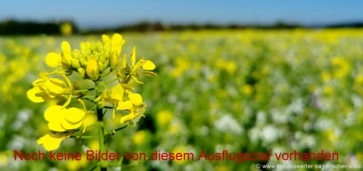 Bayern Blumen Bilder Pflanzen Fotos Sonnenblume