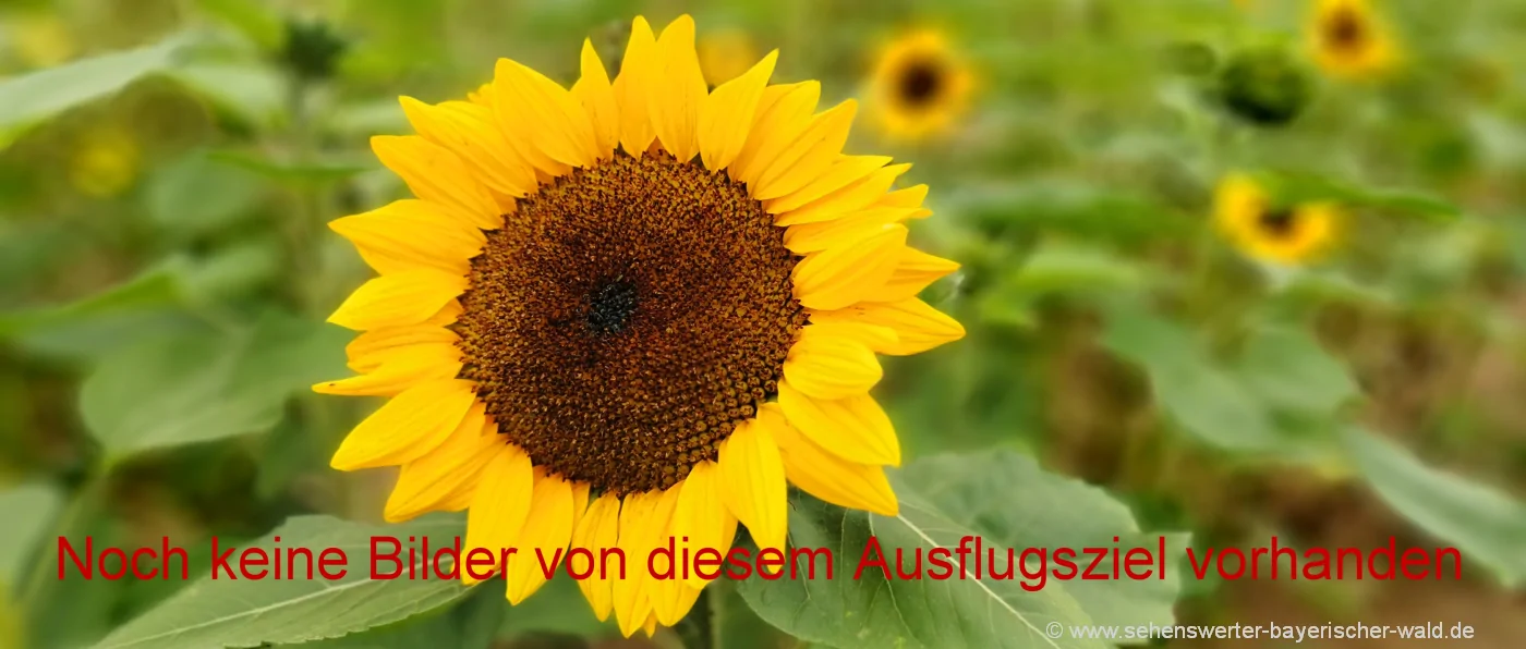 Blumen Bilder Pflanzen Fotos Sonnenblume Bayern