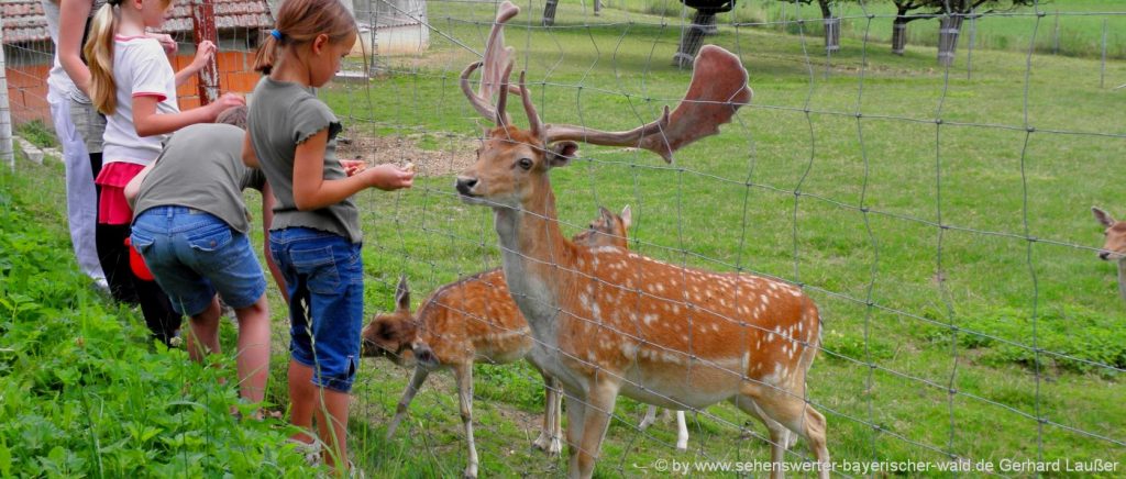 tierpark-oberpfalz-wildtierpark-hirschgehege-kinder-fuettern-