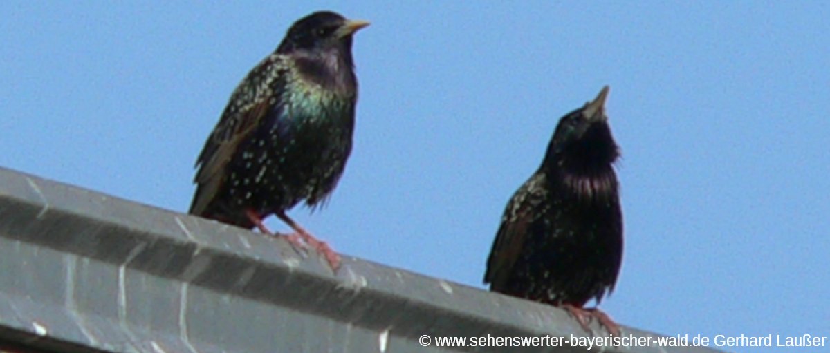 vogelpark-irgenoed-ausflugsziel-tierpark