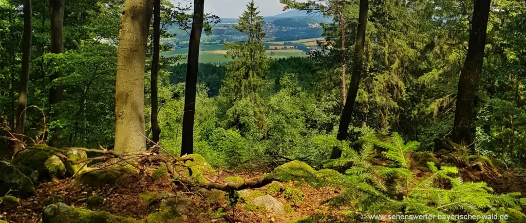 Waldbaden Cham und Umgebung Bayerischer Wald und Natur entdecken